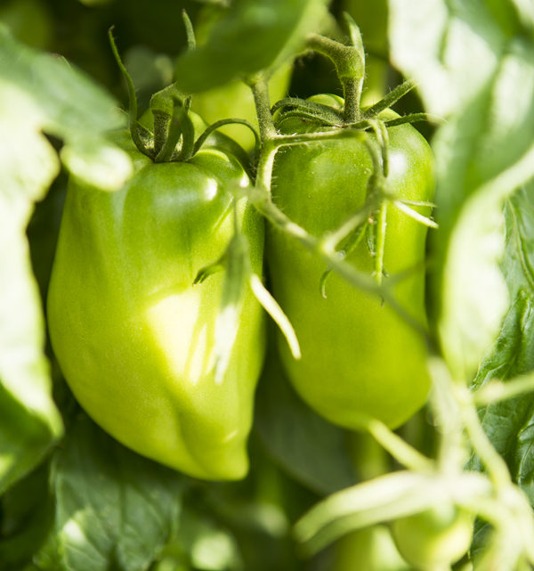 Erntedankfest im Garten