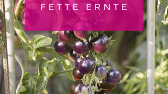 Gemüse in Töpfen anbauen – 3 Tipps für eine fette Ernte