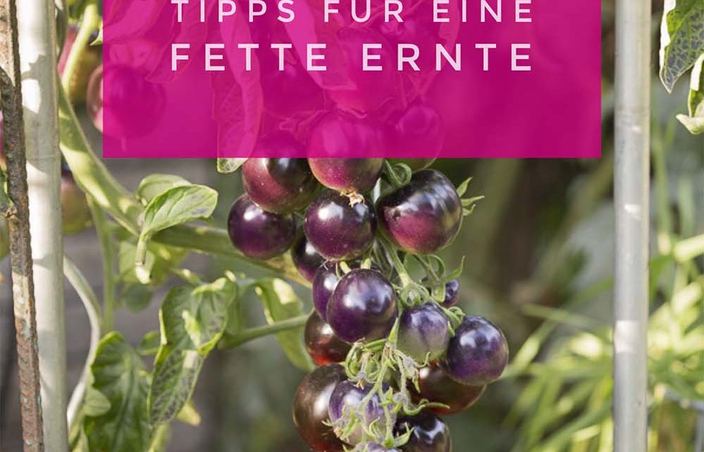 Gemüse in Töpfen anbauen – 3 Tipps für eine fette Ernte